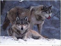 gray wolf
